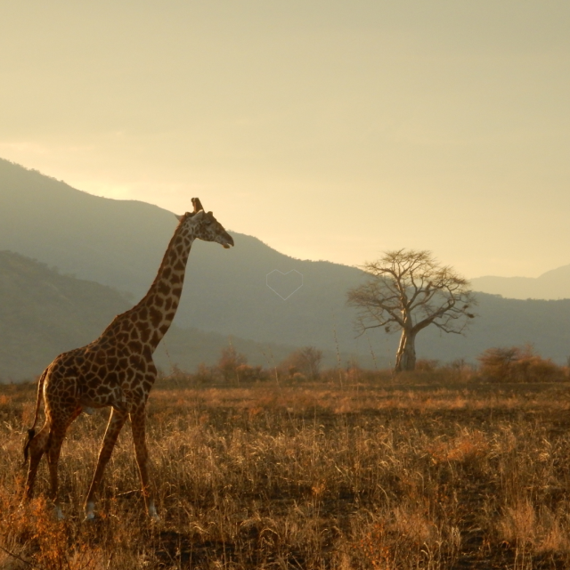 Usa a tu Medida / Kenya y Tanzania a tu Medida